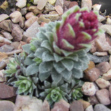Saxifraga 'Berenika' (x bertolonii) 